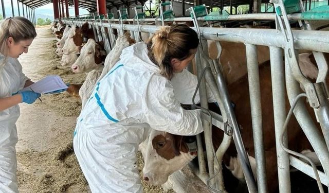 Taşköprü’de ari işletmelerde denetimler sürüyor