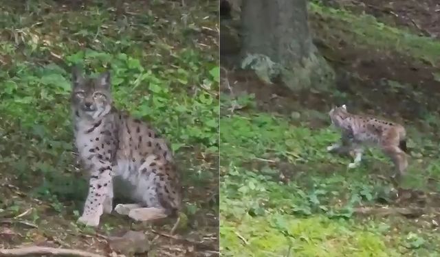 Kastamonu’da nadir görülen vaşak görüntülendi