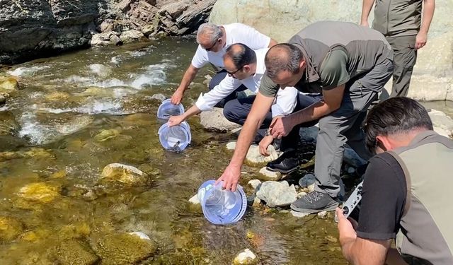 Bozkurt'ta selden etkilenen çaya 15 bin alabalık bırakıldı