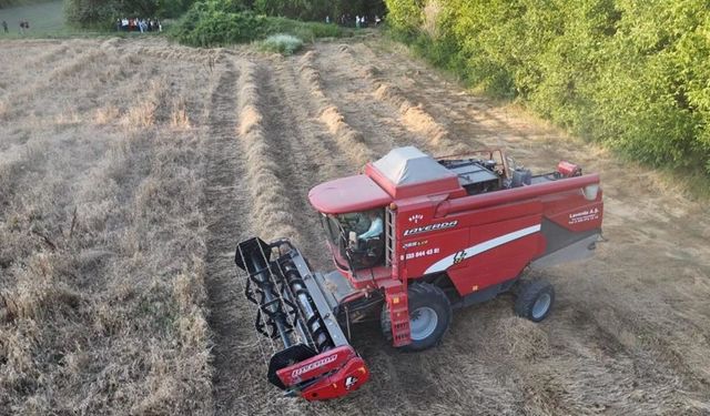 Kastamonu’nun asırlık siyez buğdayı, Düzce’de başak verdi