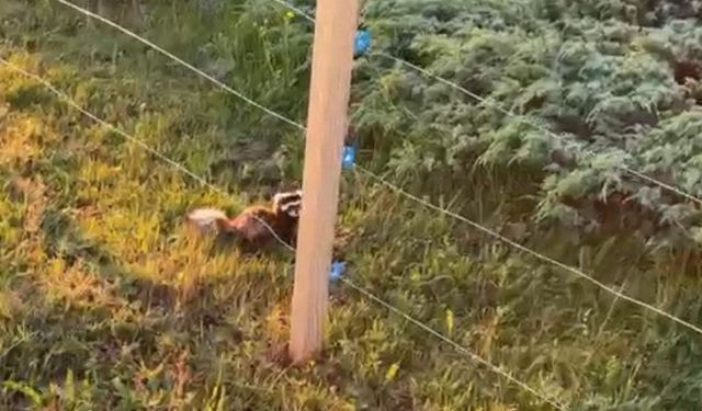 Ilgaz Dağı’nda koruma altındaki gelincik görüntülendi