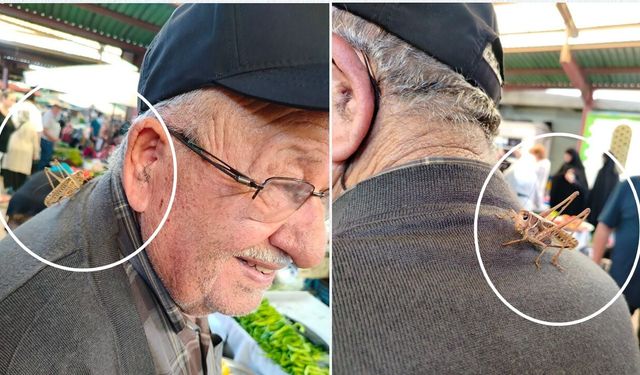 İnebolu’da dev çekirgeler görülmeye başlandı