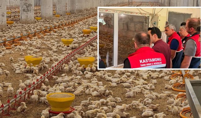 Kastamonu'da tavuk işletmelerine yakın takip
