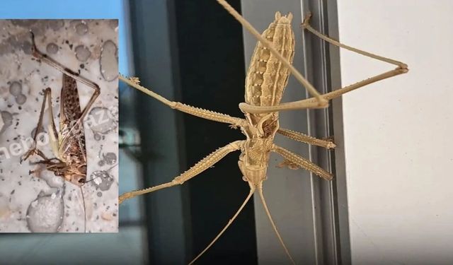 Kastamonu’da görülen dev çekirgelerin sırrı çözüldü