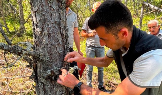 Kastamonu'da ormanları koruyacak doğal hamle: Zararlı böceğe karşı yeni yöntem