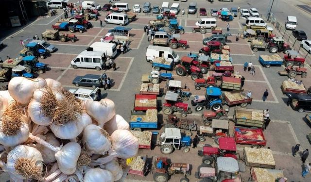 Taşköprü Sarımsak Pazarına yeni düzen: Geçici olarak yeni yerinde hizmet verecek