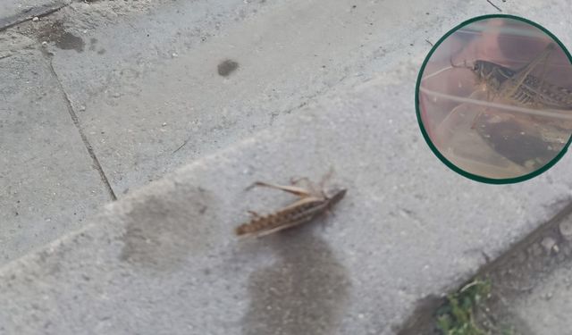 Taşköprü’de dev çekirgeler bu kez Cumhuriyet Meydanı’nda