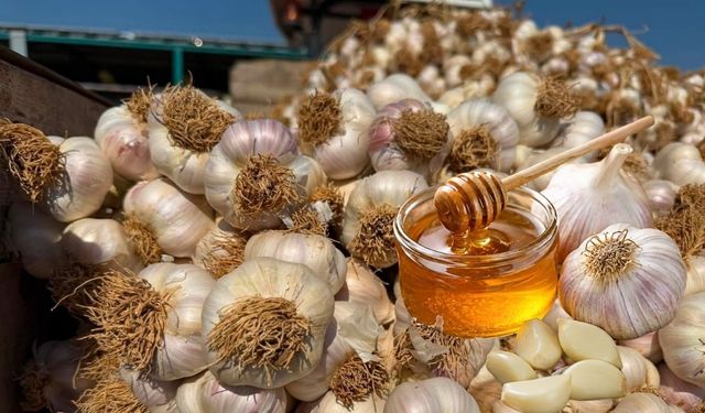 1 dişiyle bile fark yaratıyor! Taşköprü’nün ata tohumu sarımsağı adeta doğal hazine