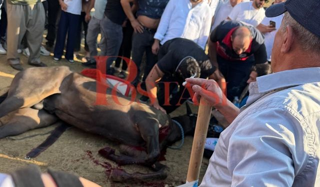 Son dakika! Taşköprü Festivali’nde at yarışında korkunç kaza: Yarış pistinde 2 at telef oldu