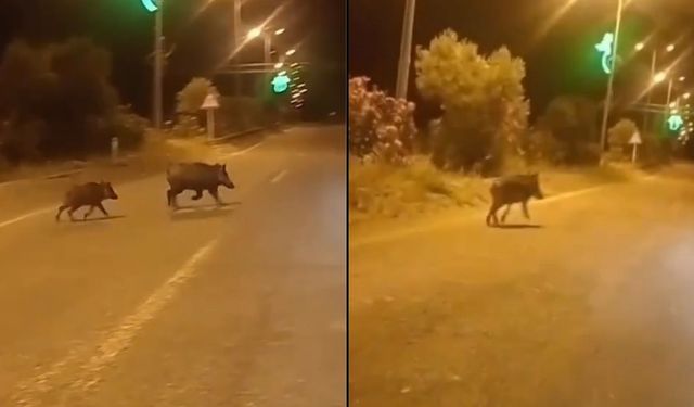 Kastamonu’da yaban domuzları caddede kol gezdi