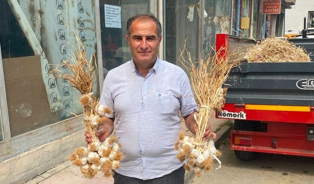 Taşköprü Sarımsağında alarm zilleri!