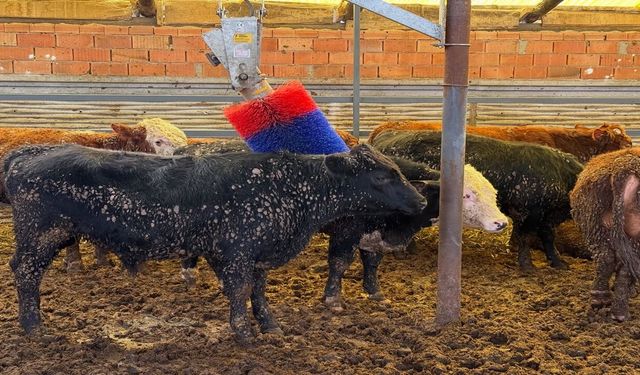 Kastamonu'da ithal hayvanlara saha kontrolü