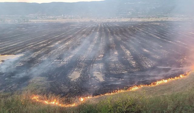 Kastamonu'da 400 dönüm tarla kül oldu!