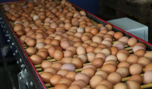 40 bin kişi incelendi: Yumurta tüketenlerde risk azaldı