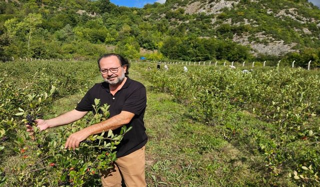 Kastamonu'da o bitki, atıl arazilere değer kazandırdı
