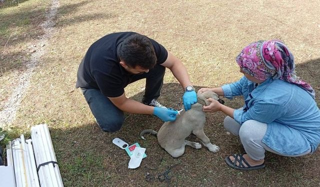 Kastamonu’da can dostları artık daha güvende