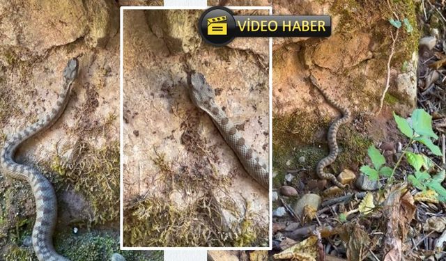 Kastamonu’da nadir görülüyor: Boynuzlu engerek görüntülendi