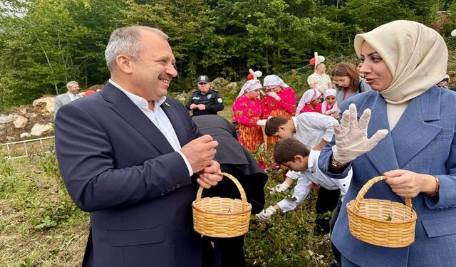 Kastamonu Milletvekili Uluay, Şenpazar'da aronya hasadına katıldı