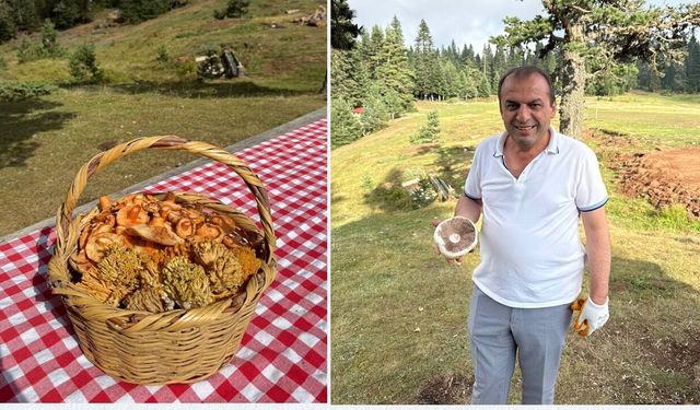 Hanönü'de Belediye Başkanı Yamalı, kanlıca mantarı sezonunu açtı