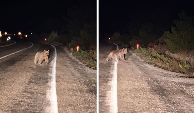 Hanönü’de ayı sürprizi! O anlar kameraya yansıdı