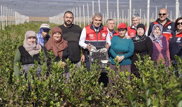 Kastamonu’da aronya bahçesinde bereketli hasat