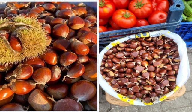 Kastamonu'da kestane hasadı başladı: Fiyatlar 400 TL
