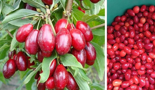 Kastamonu’da da yetişiyor: Faydaları saymakla bitmiyor