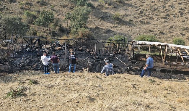 Komşuda feci olay: 100 koyun yanarak can verdi!