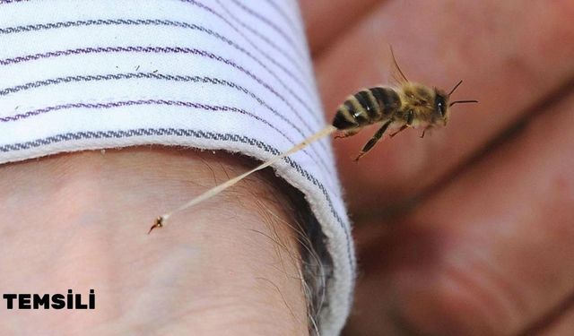 Son dakika: Taşköprü’de arı sokması can aldı!