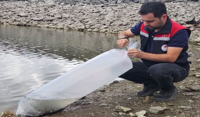 Tosya’da Göletlere 7.500 yavru sazan bırakıldı