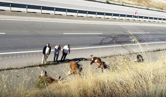 Kastamonu'da gece yarısı feci kaza: Tır alev aldı, hayvanlar yola savruldu
