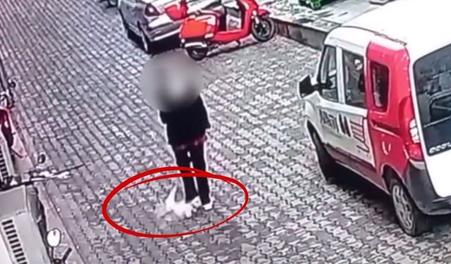 Tosya’da sıra dışı kaza: Üzerine dördüncü kattan kedi düştü