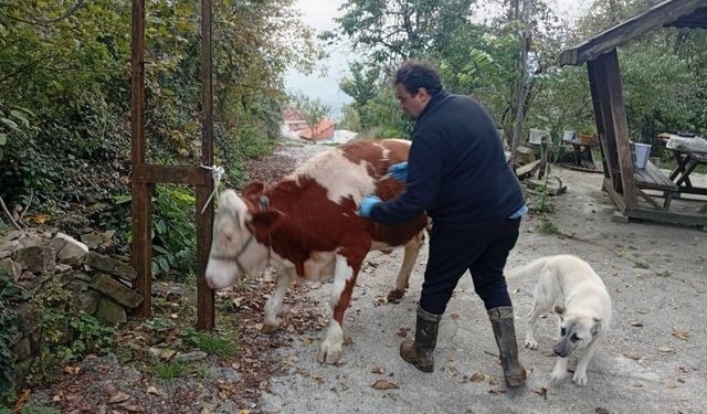 Kastamonu'da şap hastalığına karşı ekipler sahada