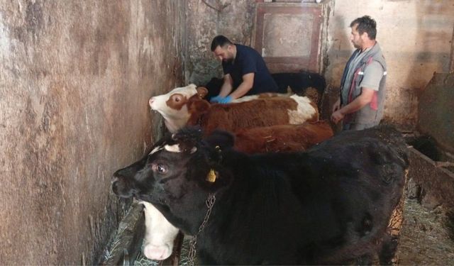 Çatalzeytin’de şap hastalığına karşı önlemler sürüyor