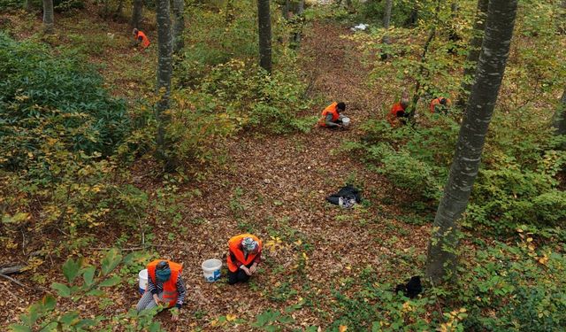 Cide’de bol tohum yılı bereketi: Kayın tohumları toplanıyor