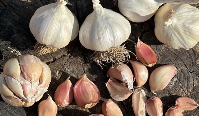 Komşu Çorum’dan sarımsak hamlesi: Koruma altına alındı