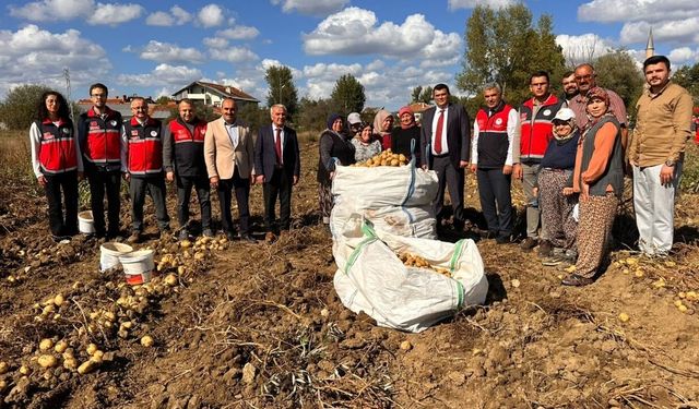 Devrekani’de patates hasadı başladı: Üreticiler tarlada buluştu