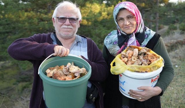 Kastamonu'da kovayı alan ormana koşuyor: 50 Liraya kadar düştü