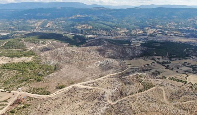 Kastamonu’daki yangın sonrası ormanlar yeniden hayat buluyor