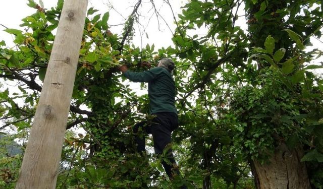 Kastamonu’da kestane bereketi! Kilosu 350 TL’den alıcı buluyor