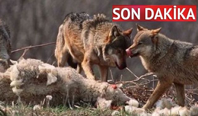 Son dakika: Kastamonu’da kurtlar dehşet saçtı!