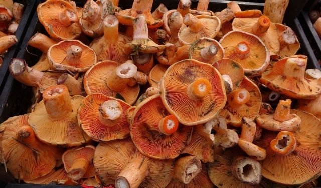 Kastamonu’da Çuha Doruğu’nda mantar pazarı kuruldu