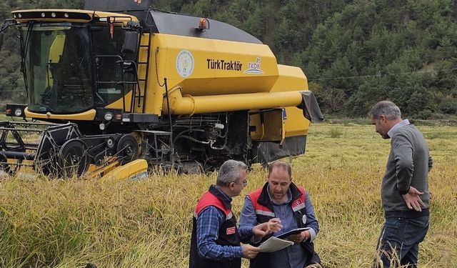 Tosya çeltiğinde hasat zamanı geldi, ekipler sahaya indi