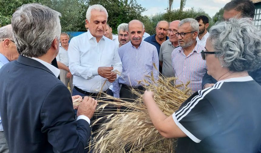 10 bin yıldır genetiği değişmeyen buğdayda hasat zamanı