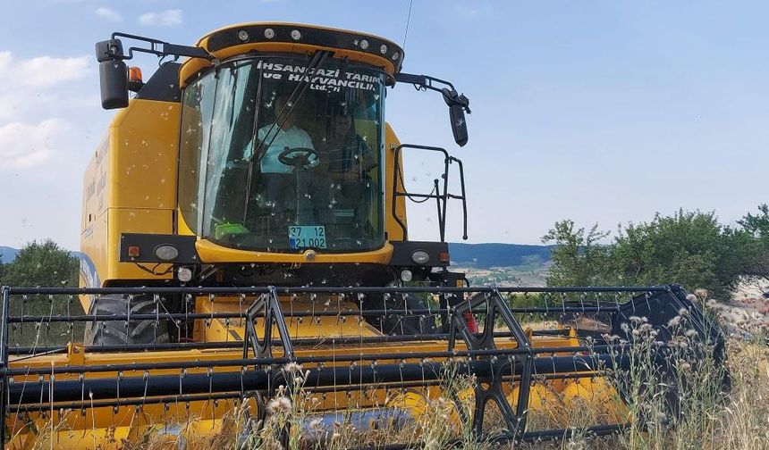 10 bin 350 ton siyez buğdayının hasadı yapıldı