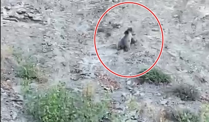 Kastamonu’da yollara çıkan ayılar kamerada