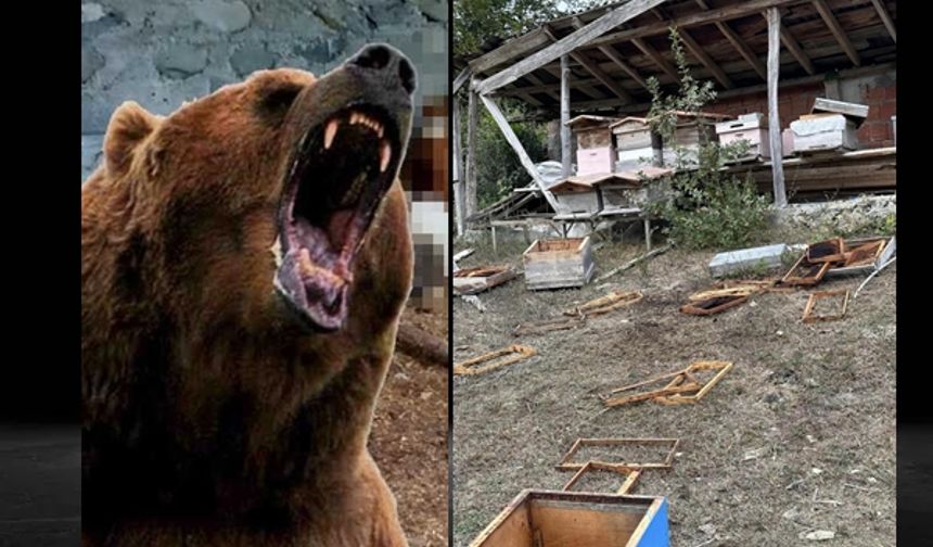 Kastamonu'da ayılar mesaiye başladı! Köylü vatandaş çaresiz! (video haber)