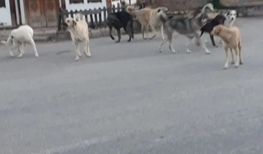 Kastamonu'daki ilçede sokak köpekleri insanları tedirgin ediyor!