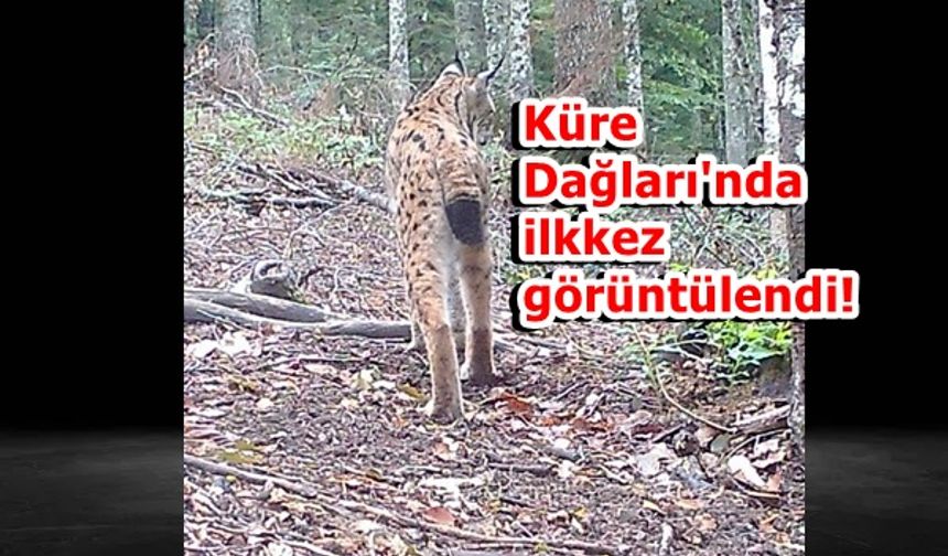 Küre Dağları Milli Parkı, doğal hayvanat bahçesi...