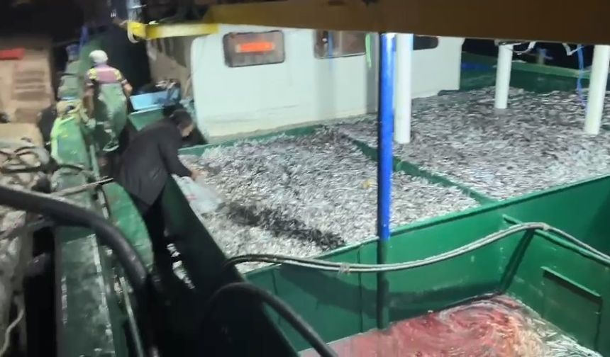 Kastamonulu balıkçılar, kasa kasa hamsiyle döndü!
